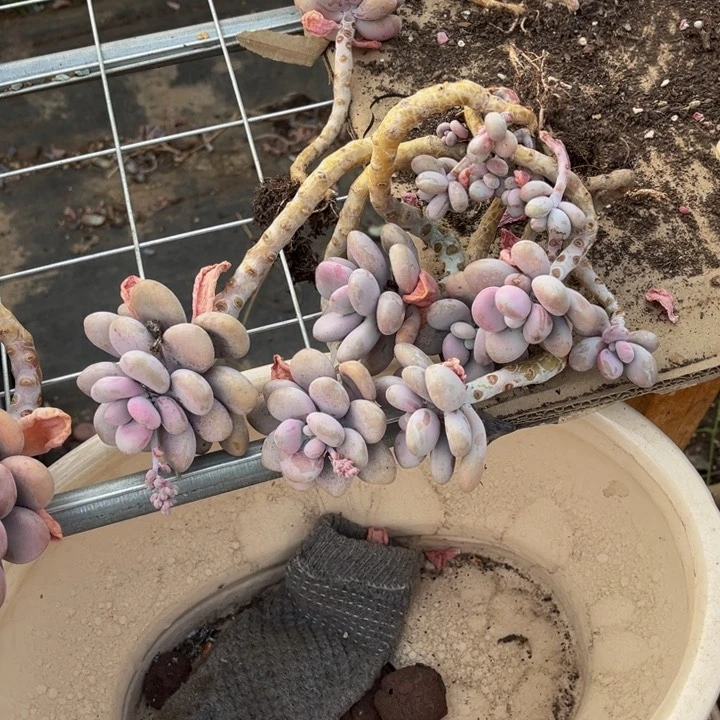 圆叶腰子蛋，精控精养