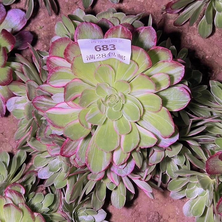683万花筒多肉植物