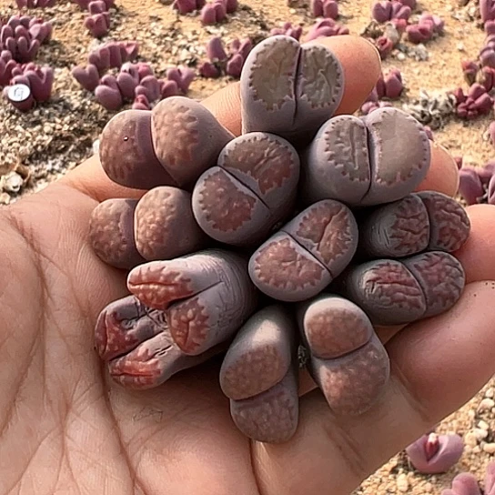 2301，紫李6颗双头