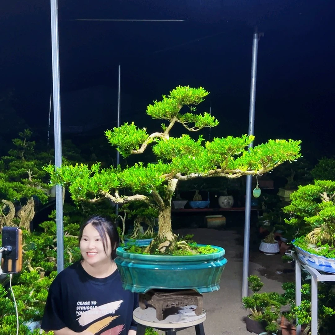 不***华无花朵黄杨木