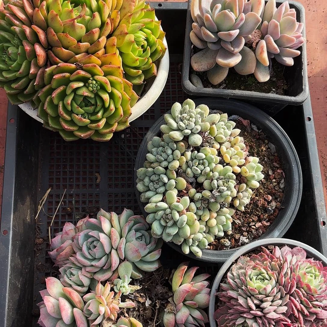 多肉植物框拍333号