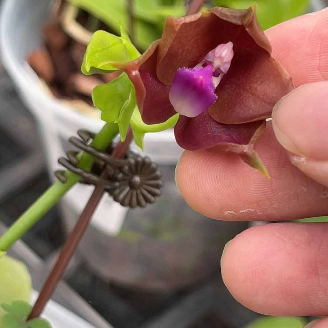 完全开放K2213-883-福利