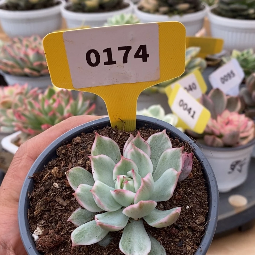 0174宝莲灯哈哈哈哈