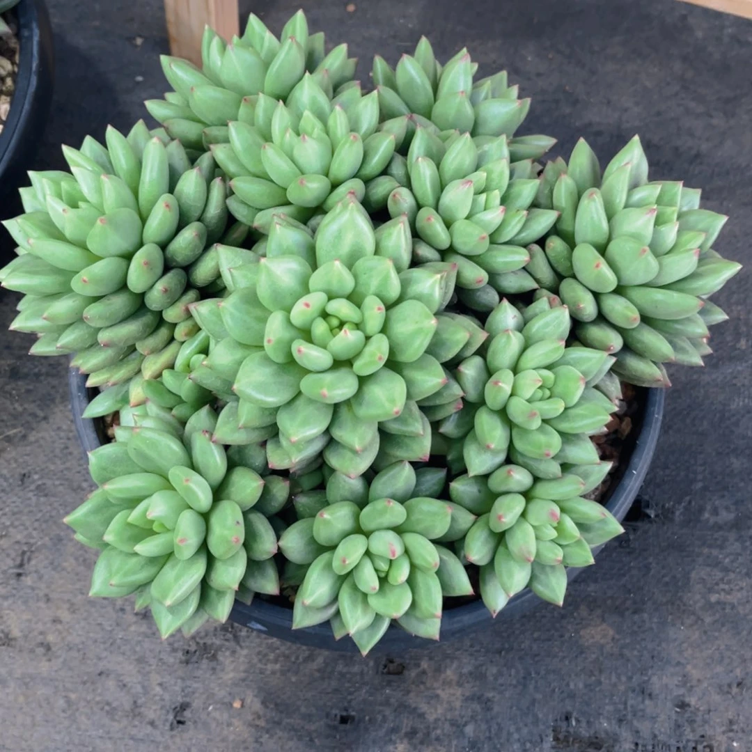 多肉植物多肉植物多肉