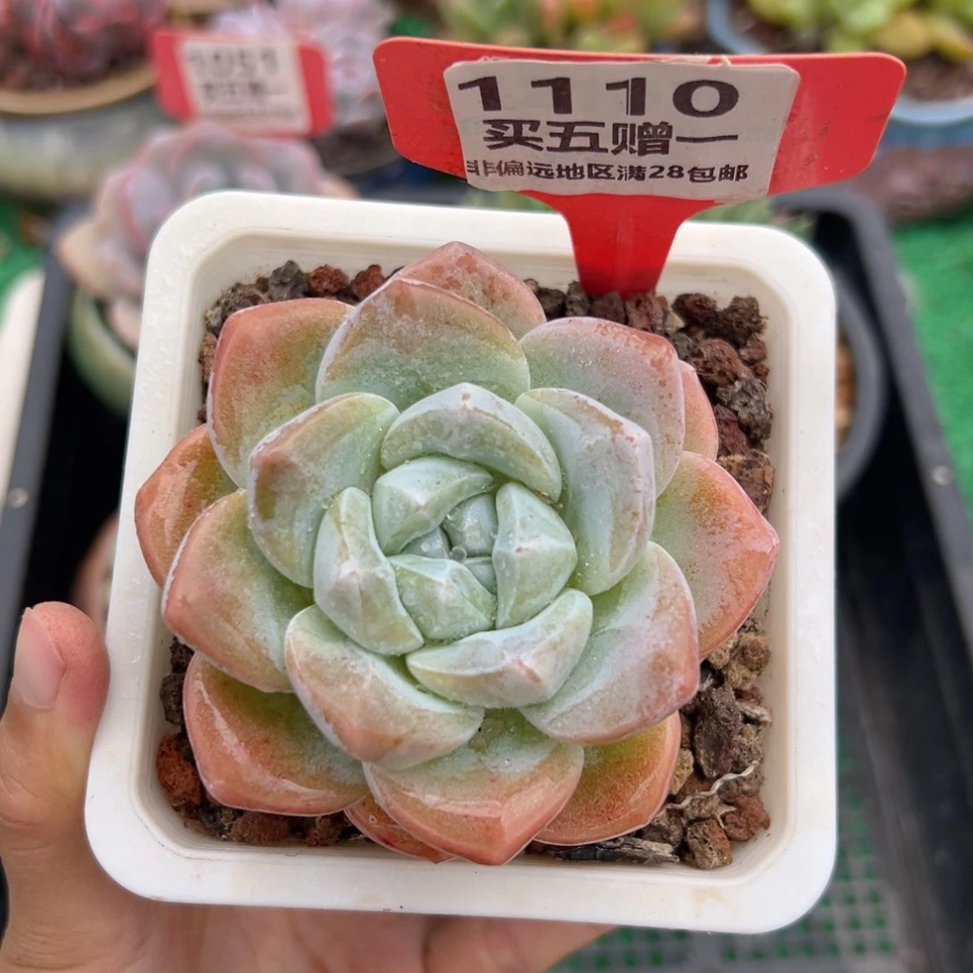 表妹精品多肉1110.