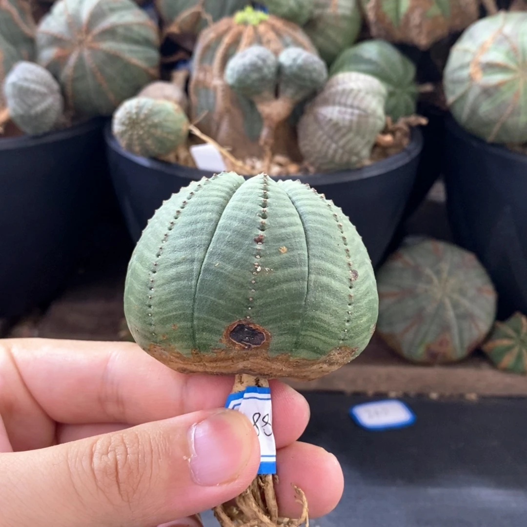 1欧系实生布纹球多肉植物