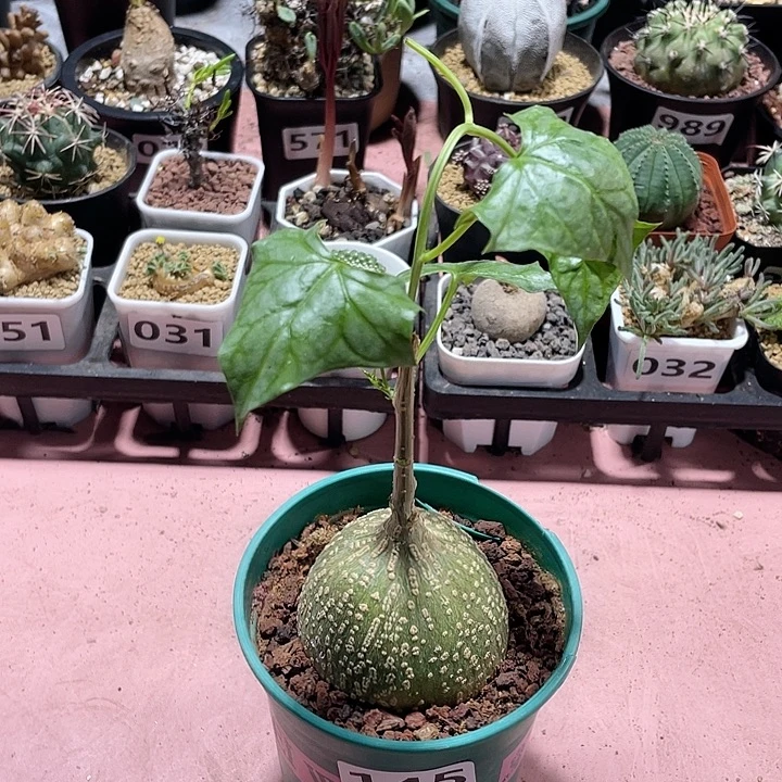 145银叶睡布袋块根