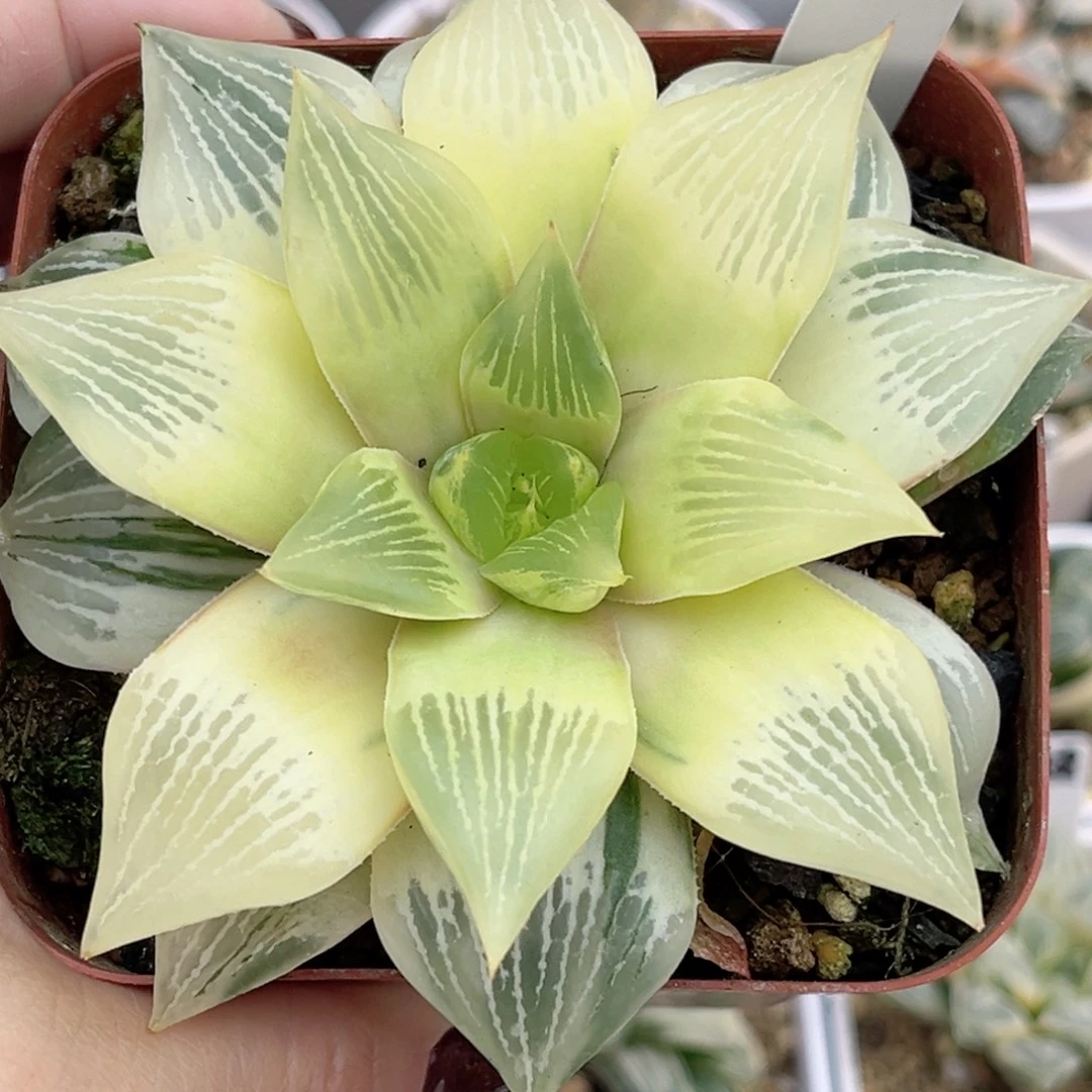 86糊斑三仙实生寿锦福利专场