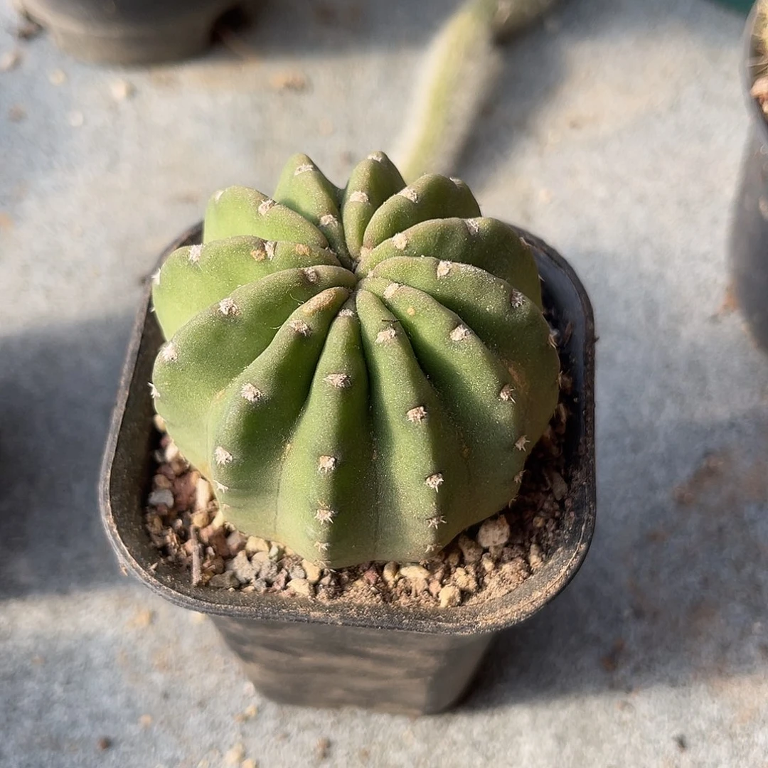 仙人球一物一拍下单包邮