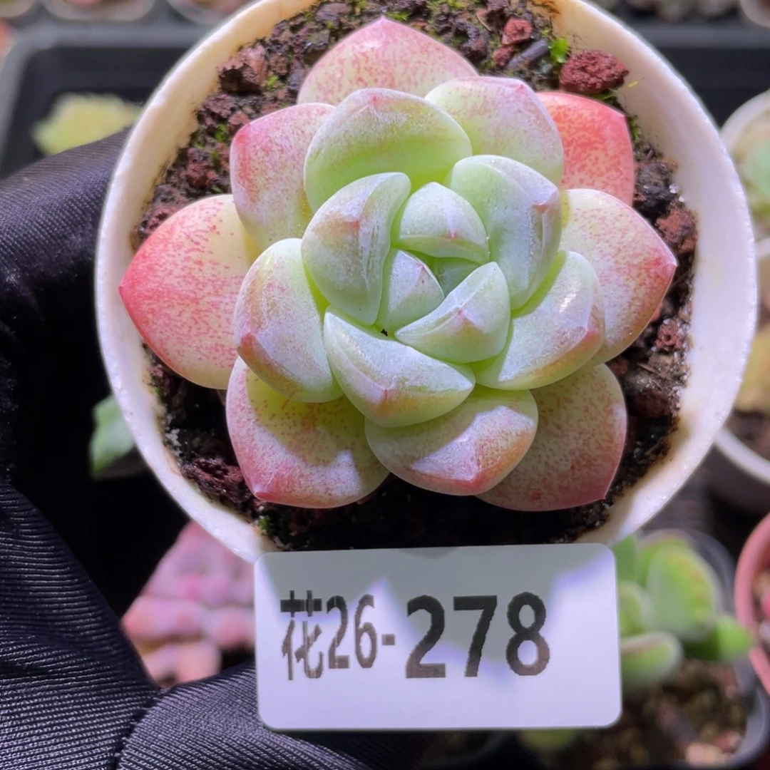 花利美26-278冰玉