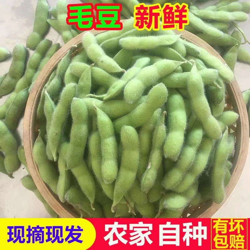 【开森优选】顺丰包邮毛豆青豆现摘现发嫩毛豆荚新鲜毛豆包邮5斤