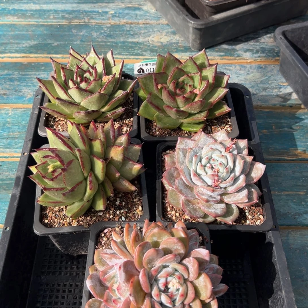 多肉精选编号0119.280