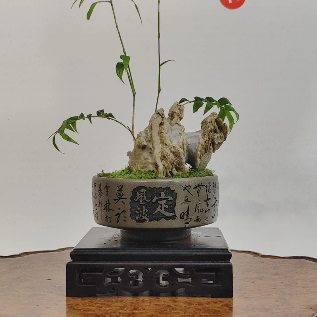无花朵盆景，凤尾竹，风凌石