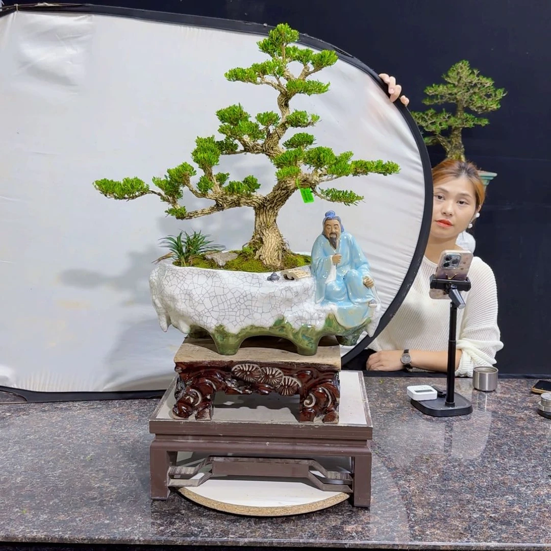 当前无花朵，栽培后可花朵