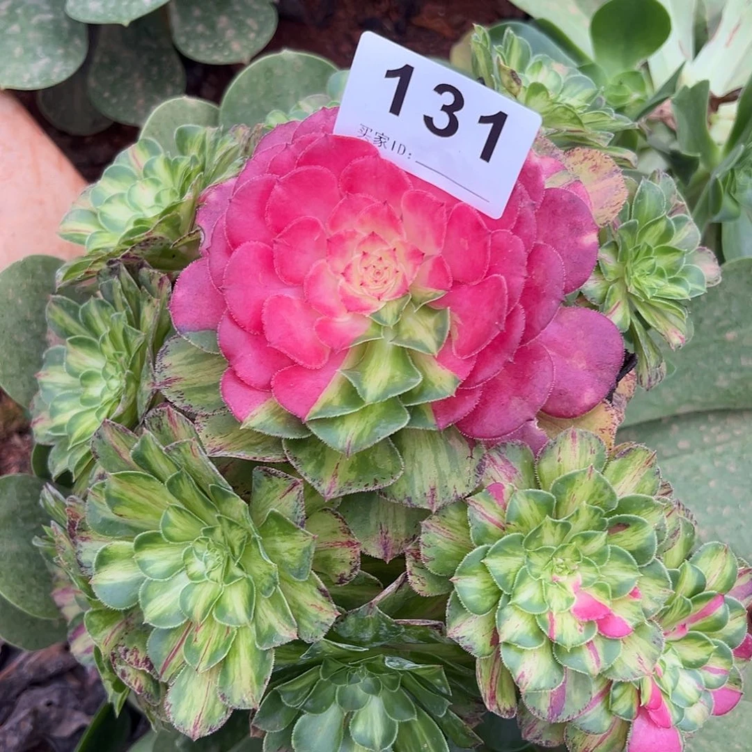 精品多肉植物131知否