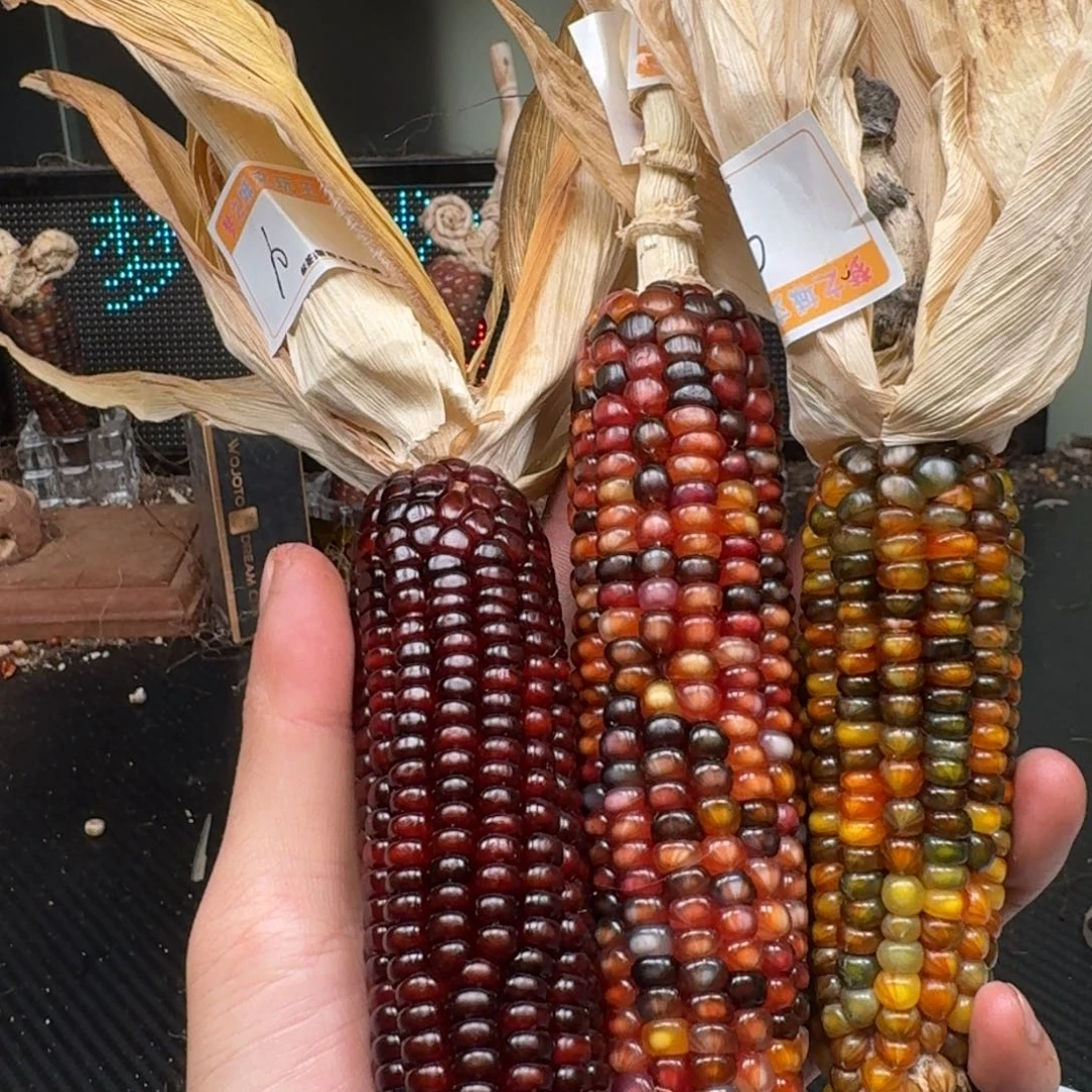 柏香籽/百香籽吊坠媛**?