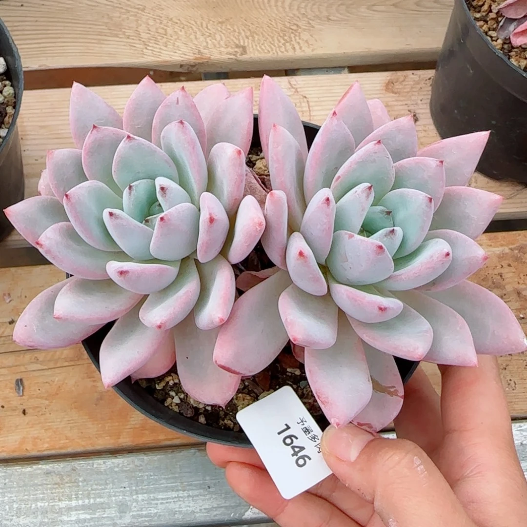 星星雪，1646多肉植物