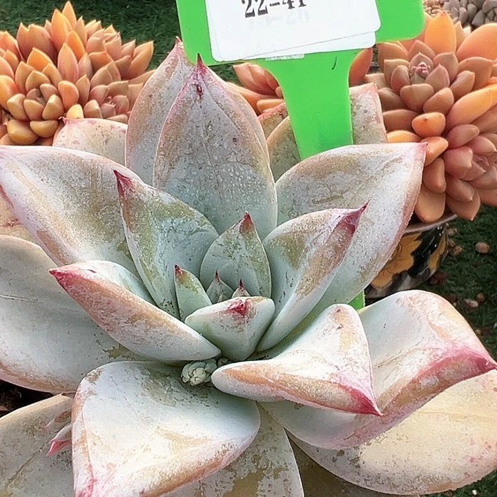 22.41祖母绿一个托土