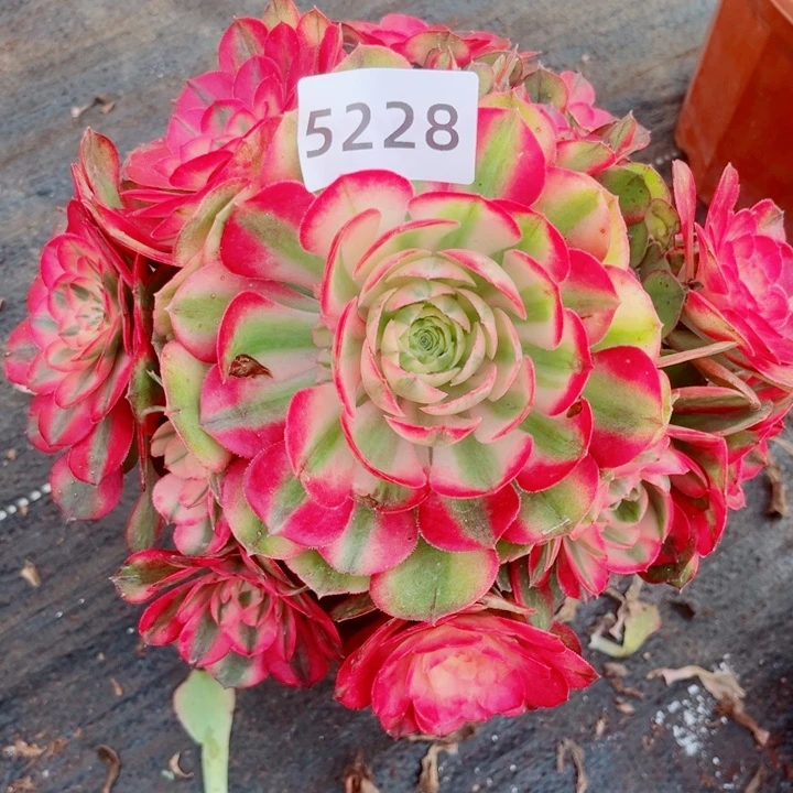 大荔枝特价多肉发货