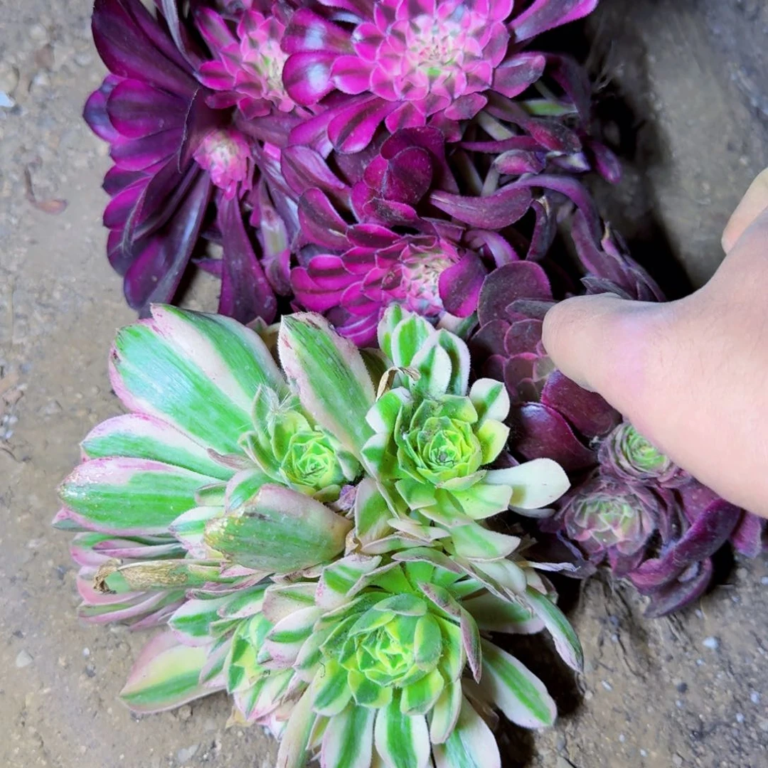 白铜，新尼亚，夜宴满20包邮