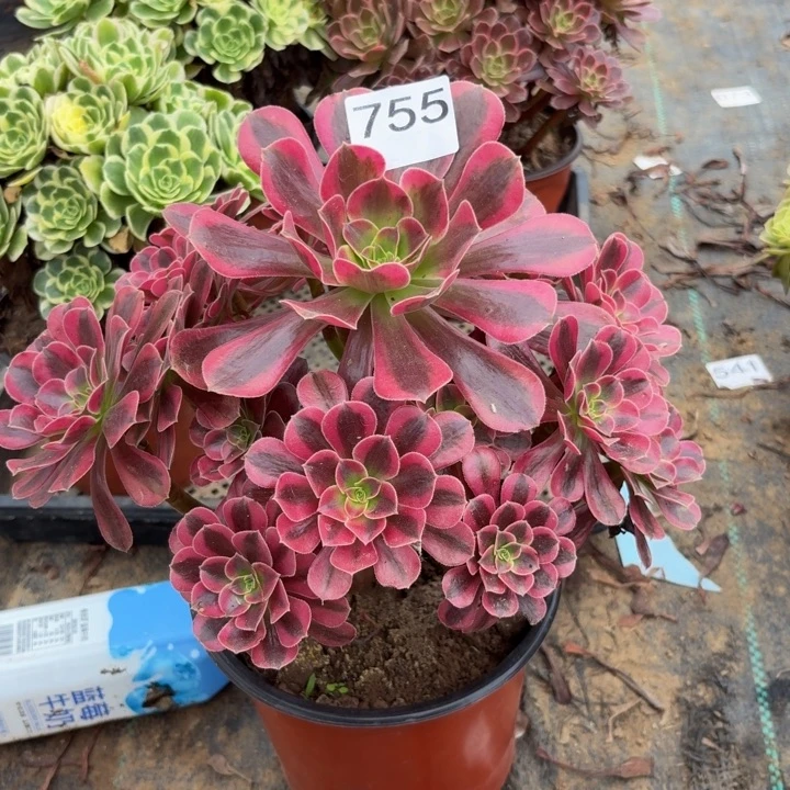 美杜莎多肉植物不包损755