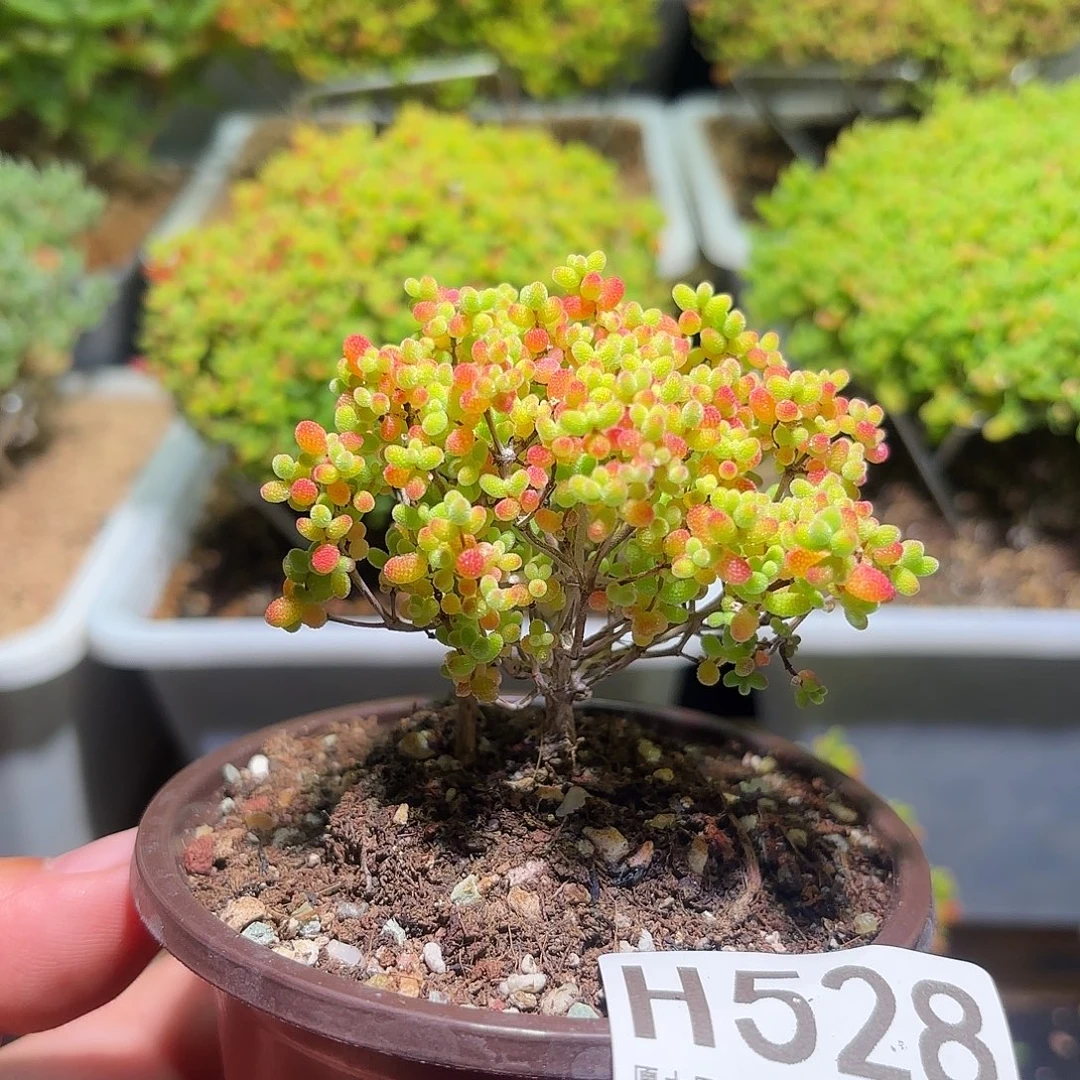 枝干番杏密橘糖球H528