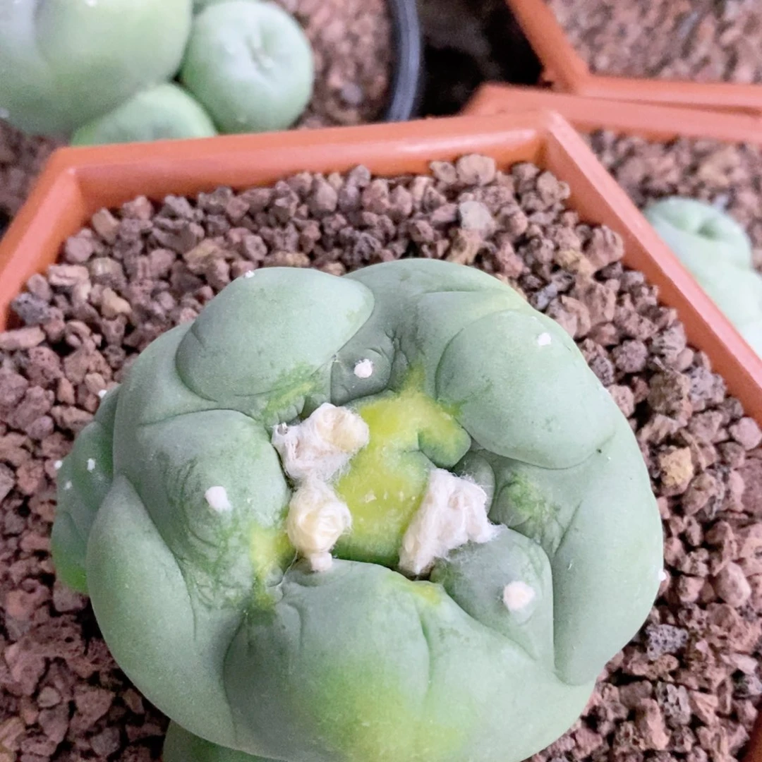 西***。仙人球的世界里有