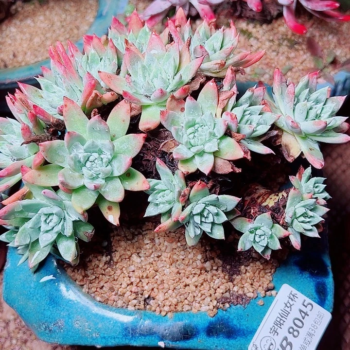 8045苹果叶仙女杯多肉