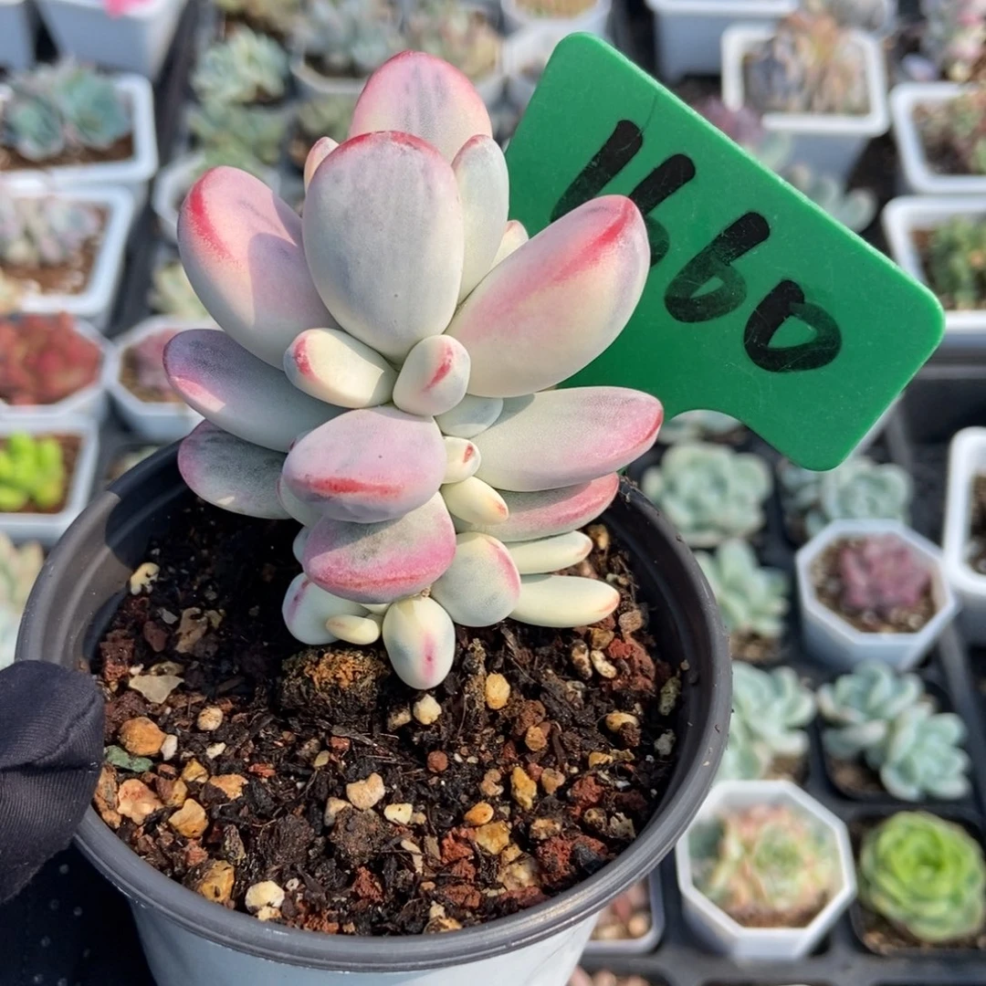 1660福娘锦多肉植物