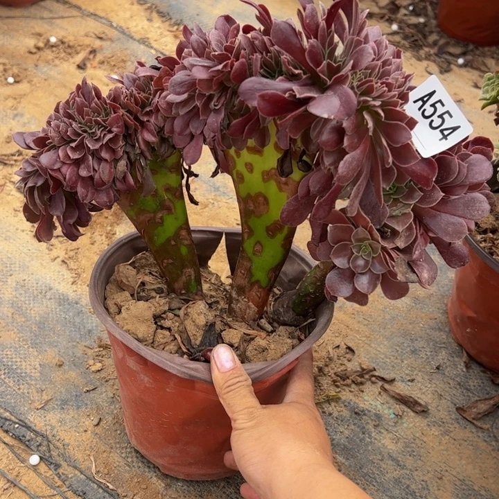 欧缀多肉植物554.