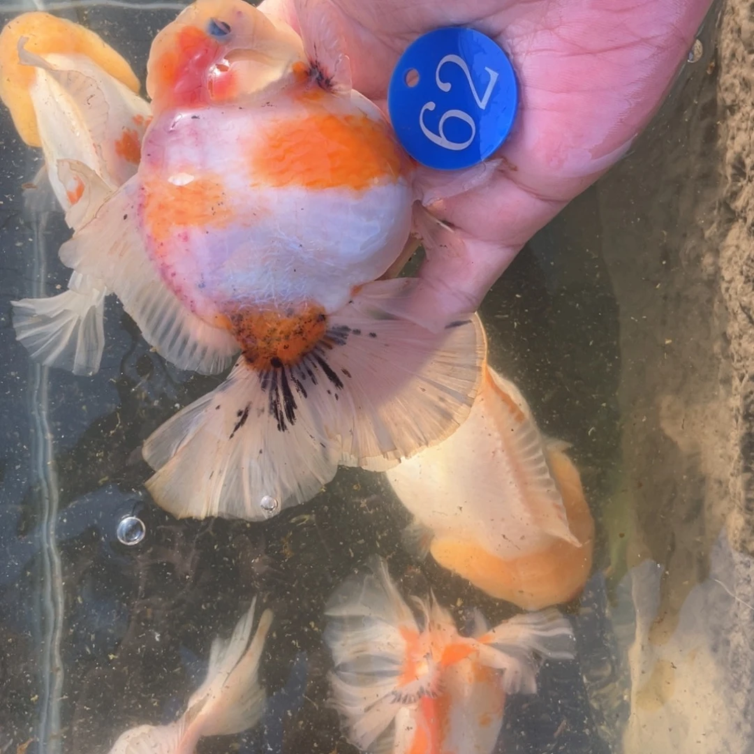 金鱼百褶泰式金鱼62