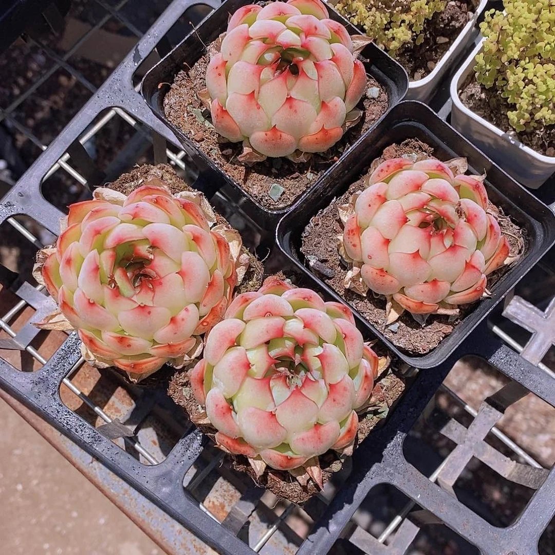 W- 勾魂仙子单头一颗 量拍