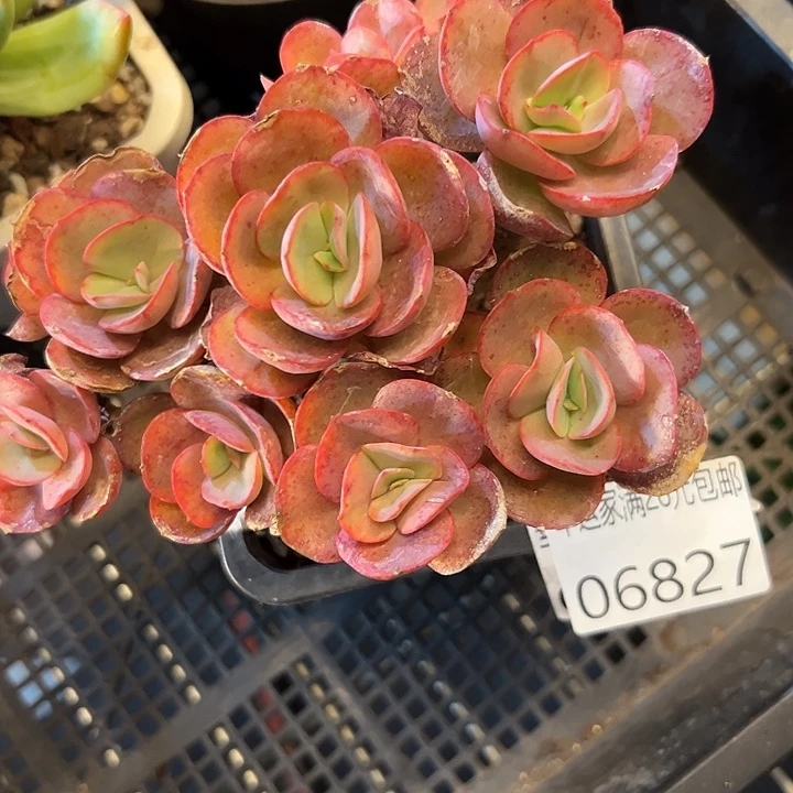 幸运的是你还没遇到你的