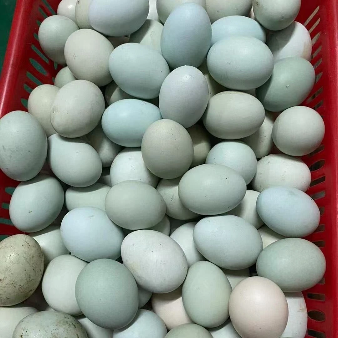 【助农】正宗农家散养土鸡蛋新鲜包邮高山散养谷物草鸡蛋柴鸡蛋批