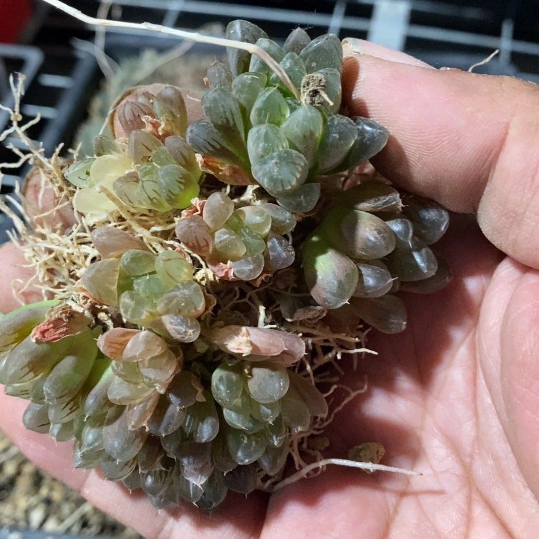 n****o5161 一组福利。