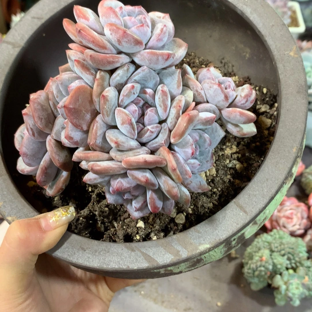 向***转哈哈哈哈哈哈哈哈哈哈