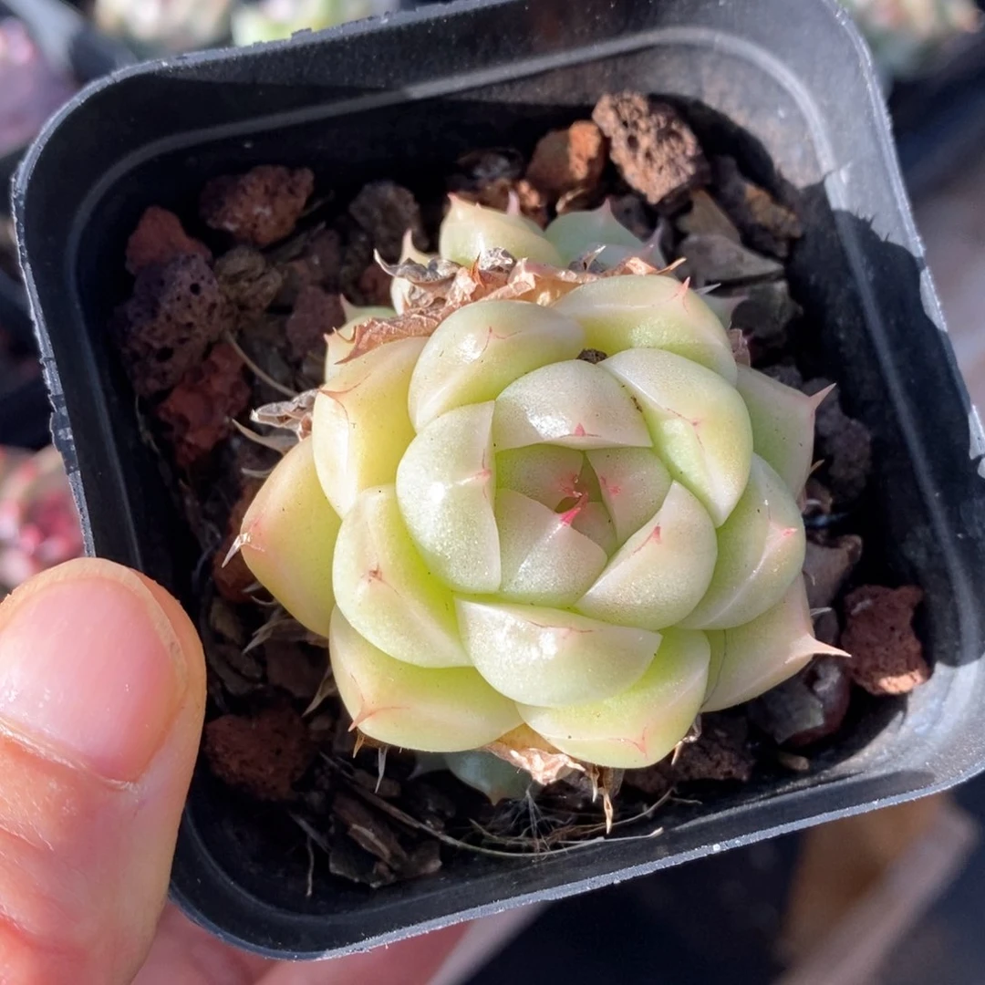 精品多肉一物一拍20