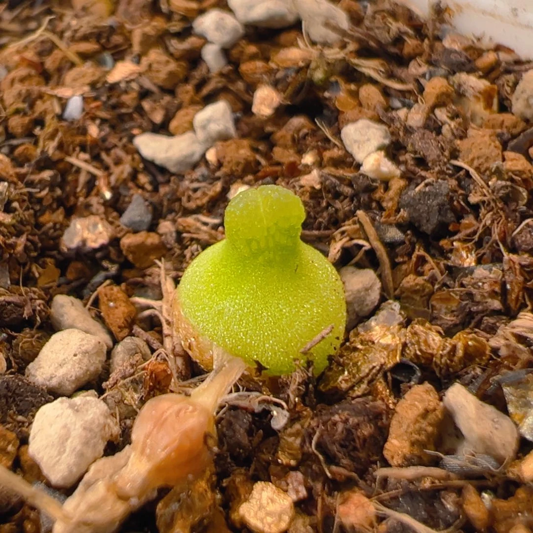 74多肉植物百科小葫芦