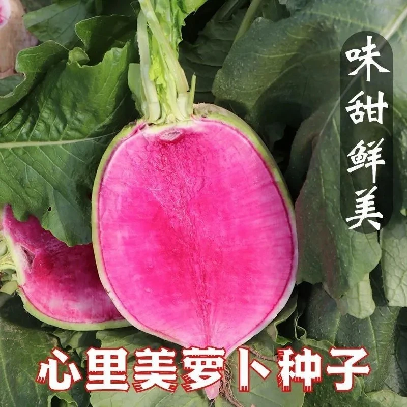 心里美萝卜满堂红萝卜绿皮红心种籽春秋夏季四季播蔬菜籽