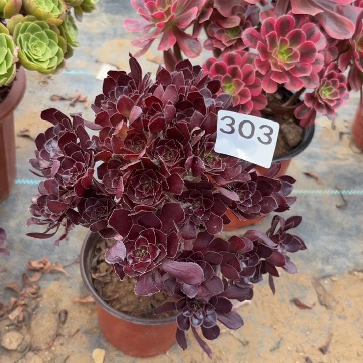 小黑豆多肉植物不包损303