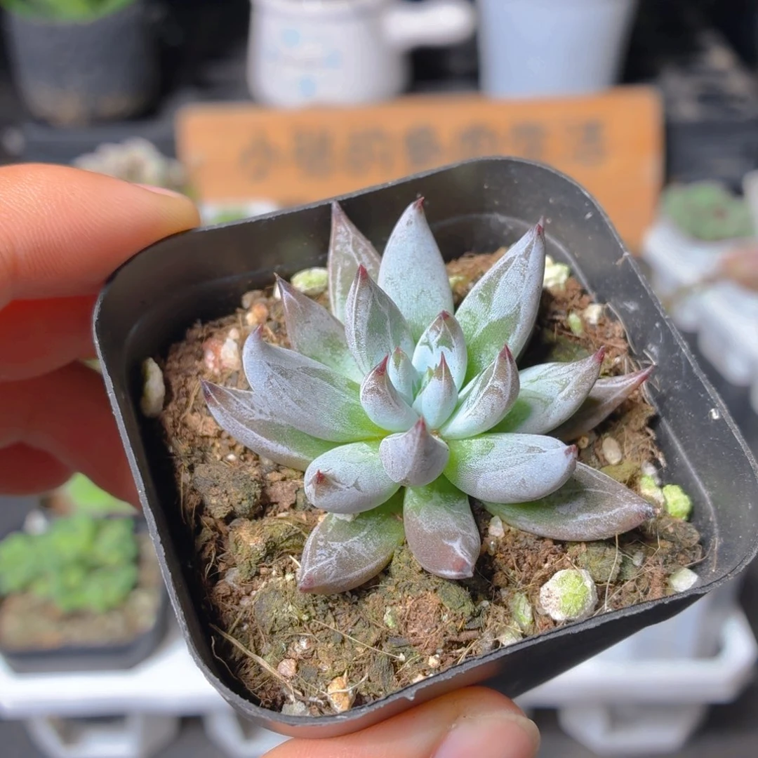 魔爪多肉9.9包邮发货