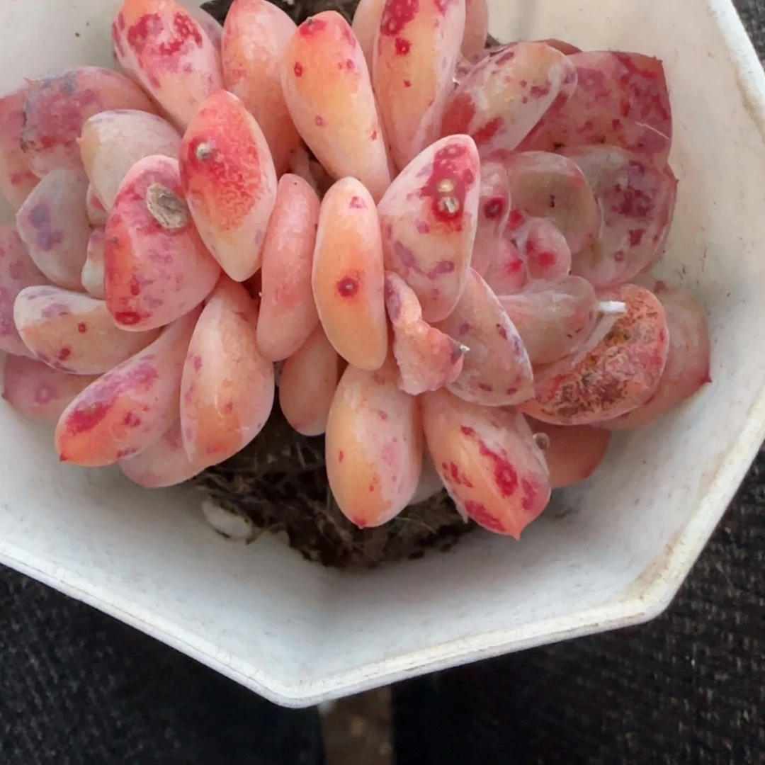 多肉小卡拉米糖心一物一拍