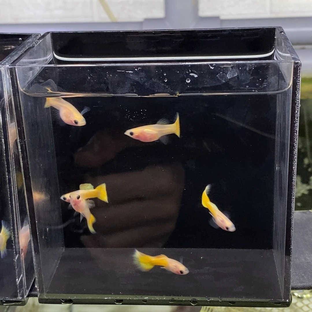 孔雀鱼黄金海玻璃猫3对特价