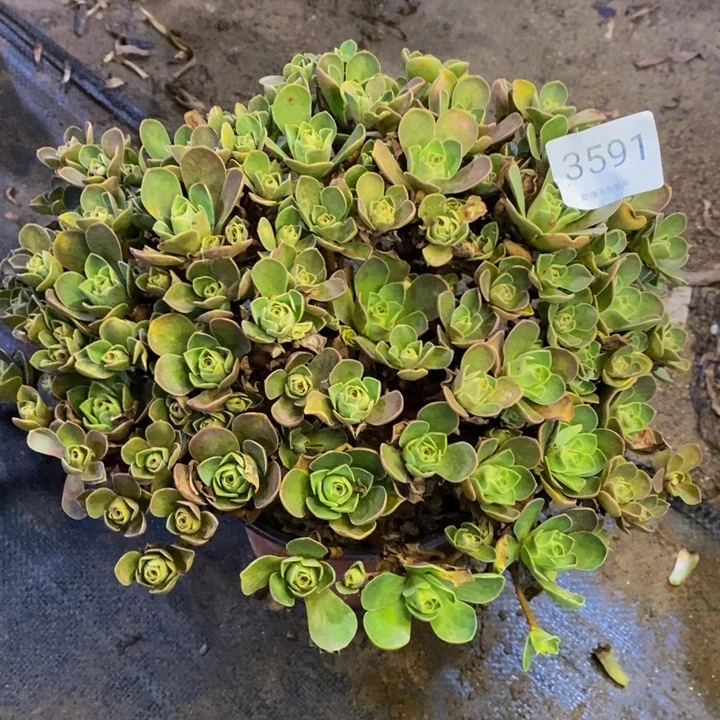 树玫瑰多肉断头不包3591