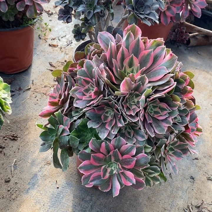 女妖多肉植物22。