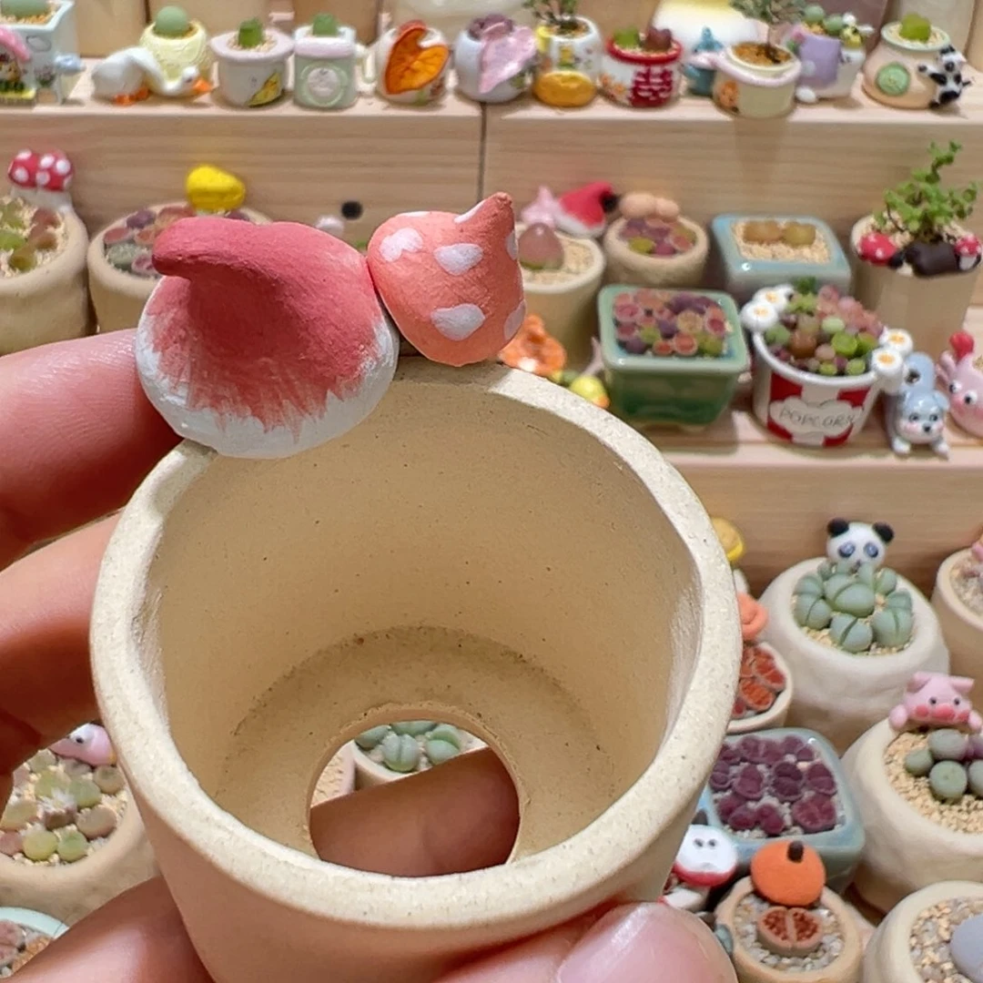 多肉植物96号单独盆