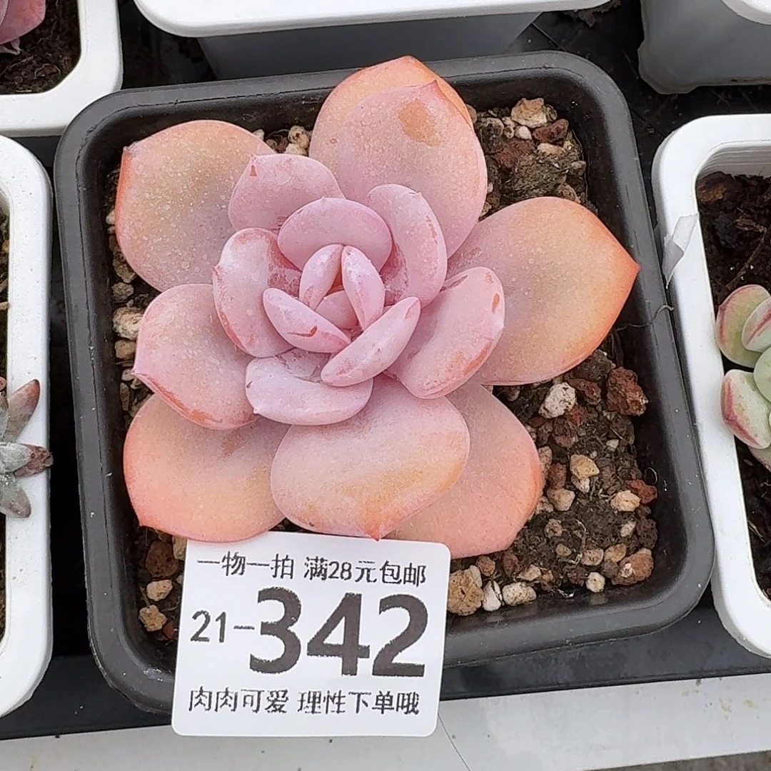 奶茶无盆土发货无