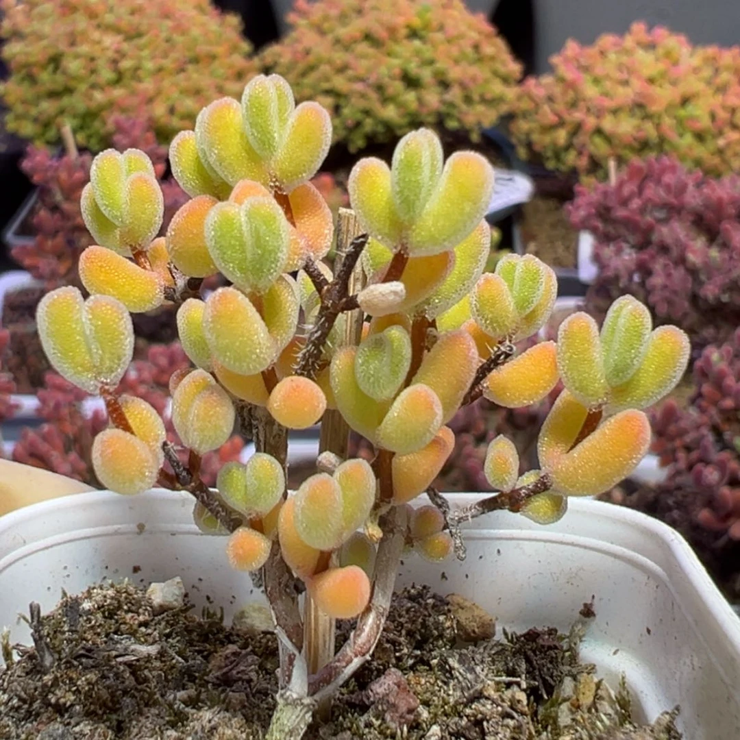 【闪购商品】e815实生闪闪枝干番杏