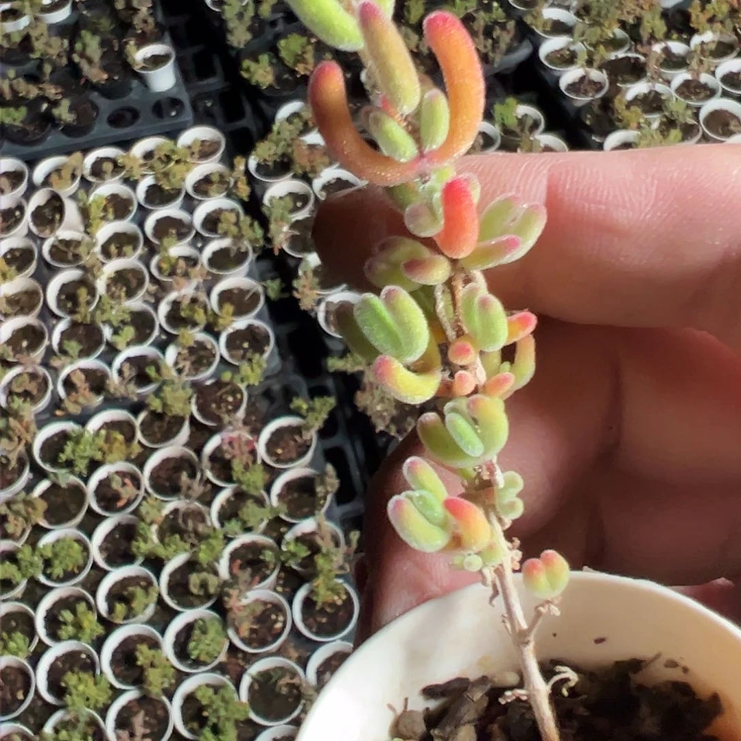 红叶实生小老桩50杯精品