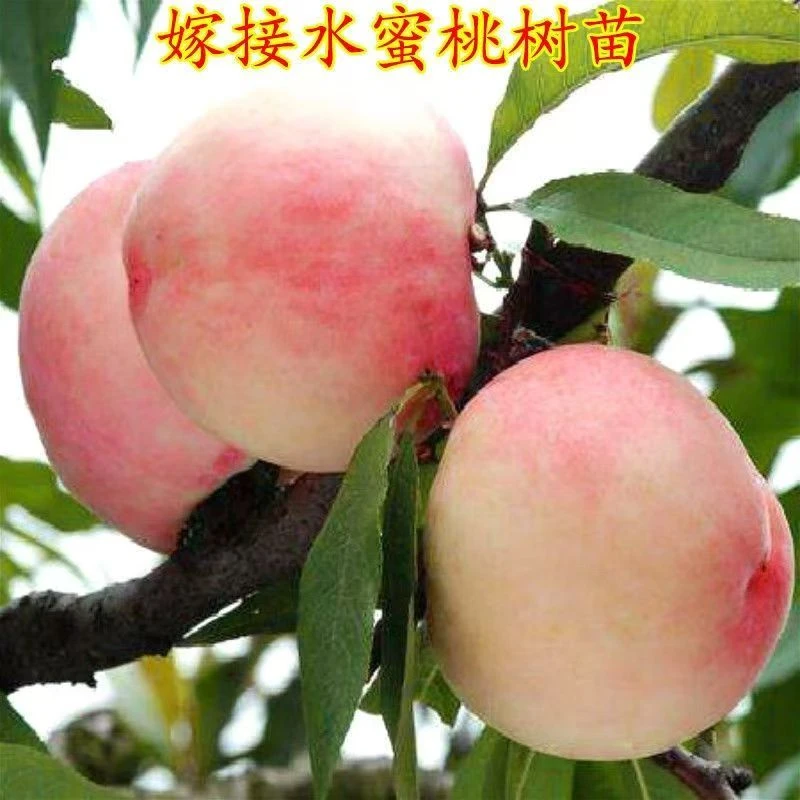 桃树苗嫁接新品种贵妃血桃黄桃冬桃水蜜桃南方北方种植当年结果苗